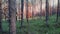 Panorama of the forest. Forest in the early morning. Forest in early autumn. Forest thicket