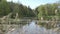 Panorama of the forest lake with trees with young spring foliage and a cane in the foreground