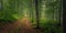 Panorama of a forest with a road on a misty foggy morning