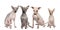 A panorama of four adult American Hairless Terrier dogs isolated against white background