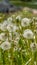 Panorama frame Close up of dandelions with white flowers and bright green stems on a sunny day