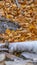 Panorama frame Close up of a stream with jagged rocks and translucent frozen water in winter