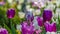 Panorama frame Enchanting tulips with white and purple petals blooming under bright sunlight