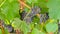 Panorama frame Focus on clusters of dark blue grapes growing at a vinyard on a sunny day