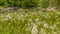 Panorama frame Fragile white dandelions growing beside a rocky creek viewed on a sunny day