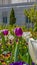 Panorama frame Glorious garden with blooming tulips and small flowers viewed on a sunny day