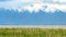 Panorama frame Grasses thriving on the shallow parts of a lake with snowy mountain background