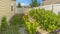 Panorama frame Vegetables growing on the yard of a home with blue sky overhead on a sunny day