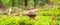 Panorama Fresh chestnut mushroom forest