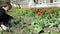 Panorama of gardener girl work between tulip flower beds