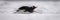 Panorama of gentoo penguin sliding through snow