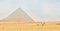 Panorama of Giza complex, Egypt