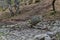 Panorama of glade with fountain in the Vitosha mountain