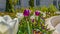 Panorama Glorious garden with blooming tulips and small flowers viewed on a sunny day