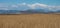 Panorama of a Golden Wheat Field in the Foreground and Rocky Mountain Foothills in the Background