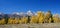 Panorama: Grand Teton with autumn golden aspens,