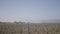 Panorama of grape field. Action. Agricultural fields with new seedlings of vineyards for winemaking. Beautiful fields