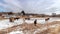 Panorama Grazing horses on snowy and grassy field under vast cloudy blue sky in winter