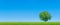 Panorama of green field with solitary tree