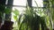 Panorama of green indoor plants on the windowsill against the backdrop of sun rays