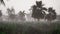Panorama of green jungle during tropical rain. Green jungle trees and palm trees, fog and tropic rain. The Concept of