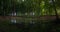 Panorama of green swamp in the forest. Sunny sunset and warm light. Phone photography