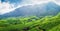 Panorama of green tea plantations