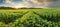 Panorama of green wheat field at sunset with sun