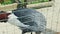 Panorama of grey crowned crane walks behind green lattice