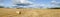 Panorama of a harvested autumn field with round straw briquettes