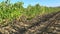 Panorama of the harvested vineyard, September day. Tuscany, Italy