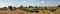 Panorama of herd of african buffalo in african landscape