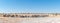 Panorama of herd of African elephants at waterhole in Namibia