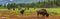 Panorama Herd of American Bison or Buffalo Panoramic Web Banner