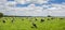 Panorama of a herd of cows