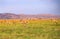 Panorama of a herd of impala jumping and sprinting