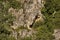 Panorama with high vertical limestone cliffs, overgrown with deciduous trees, Nisovo