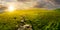 Panorama of the hillside meadow at sunset