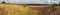 Panorama of a hillslope with blooming heather