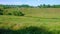 Panorama of the hilly meadow with grazing cows