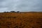 Panorama of Iceland, the harsh weather, mountains and black house