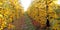 Panorama image of rows of apple trees in an orchard after harvesting autumn colors, concept
