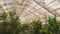 Panorama Interior of a greenhouse with lush green plants under the roof with glass panels