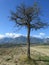 panorama of an isolated tree with mountain background and a working field