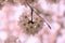 Panorama Japanese Prunus cherry blossom sakura haze of pink