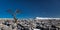 Panorama. Knarled tree looking across to Ingleborough