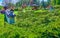 Panorama of Korean Traditional Garden with juniper shrubs and Pagoda Kyiv Botanical Garden, Ukraine