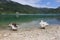 Panorama of the lake of Scanno with Ducks