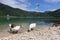 Panorama of the lake of Scanno with Ducks