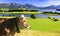 Panorama landscape in Bavaria with cow in meadow